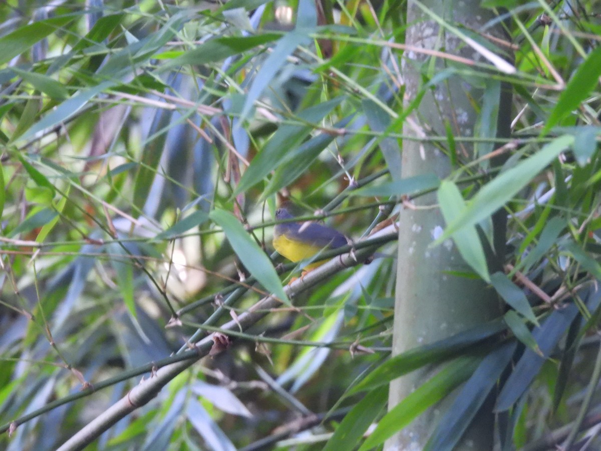 Канадская вильсония - ML647720906