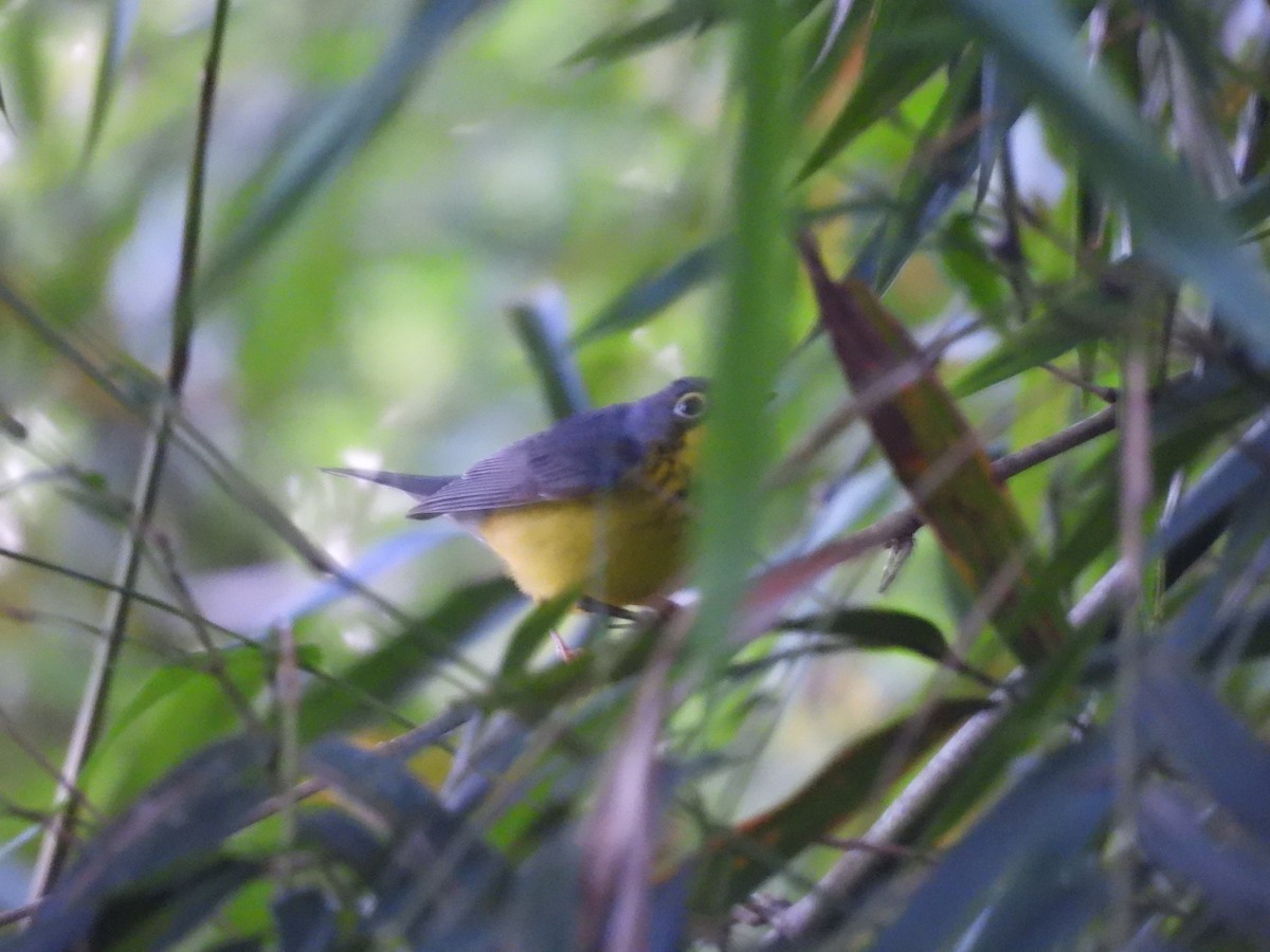 Канадская вильсония - ML647720907