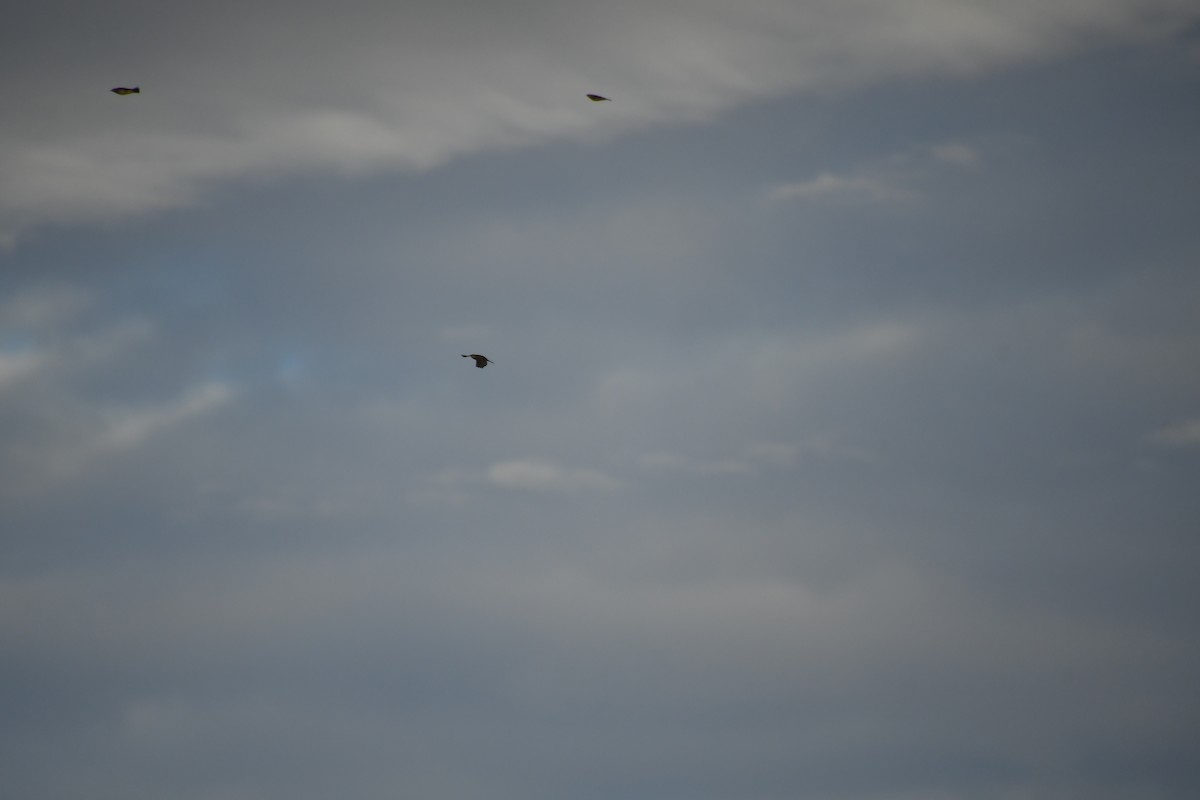 American Pipit - ML647720908