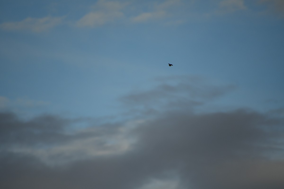 American Pipit - ML647720909