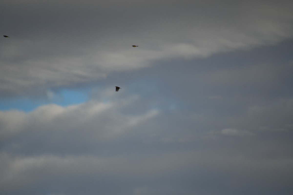 American Pipit - ML647720910