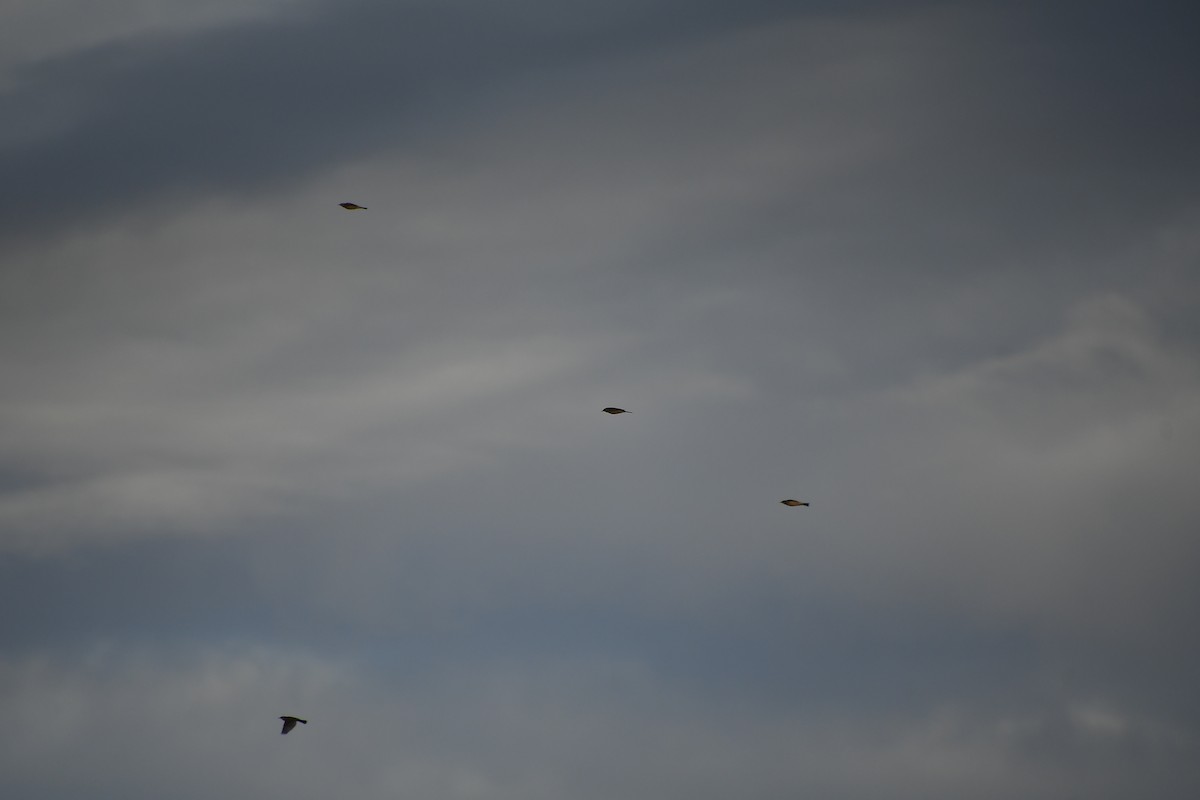 American Pipit - ML647720911