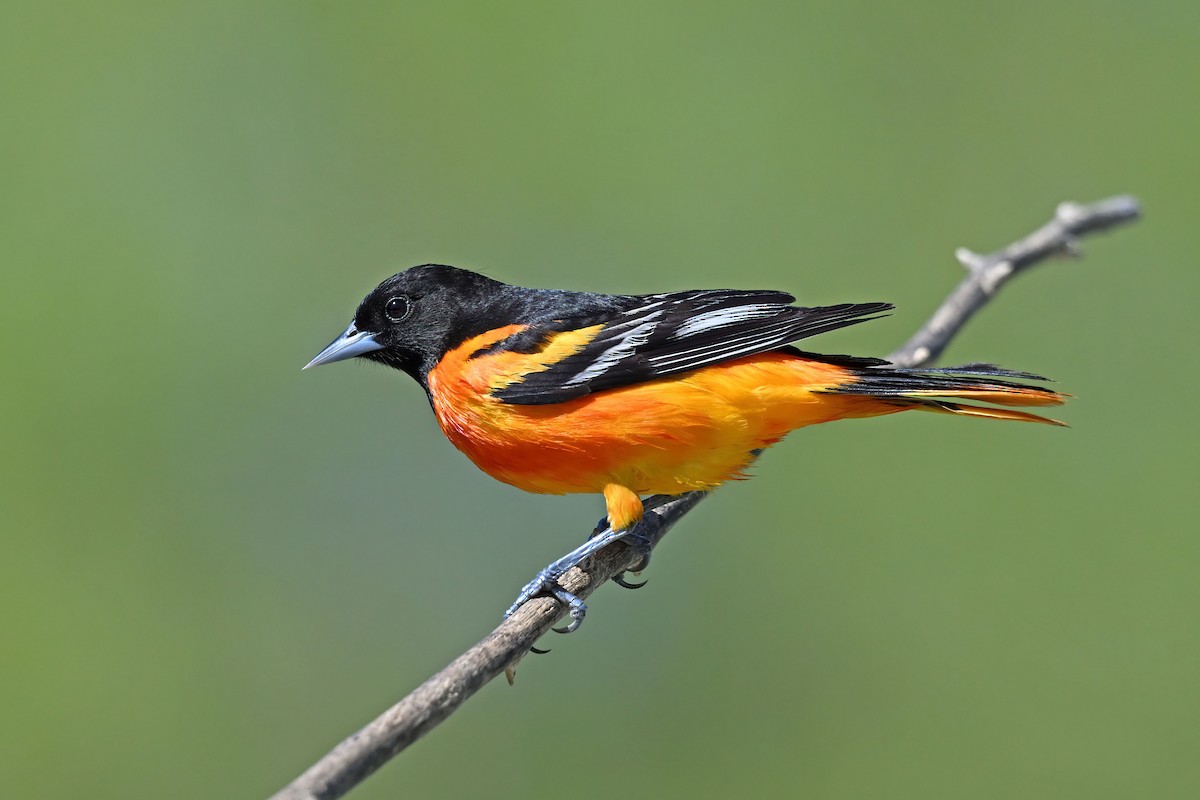 Балтиморский трупиал - ML647720919