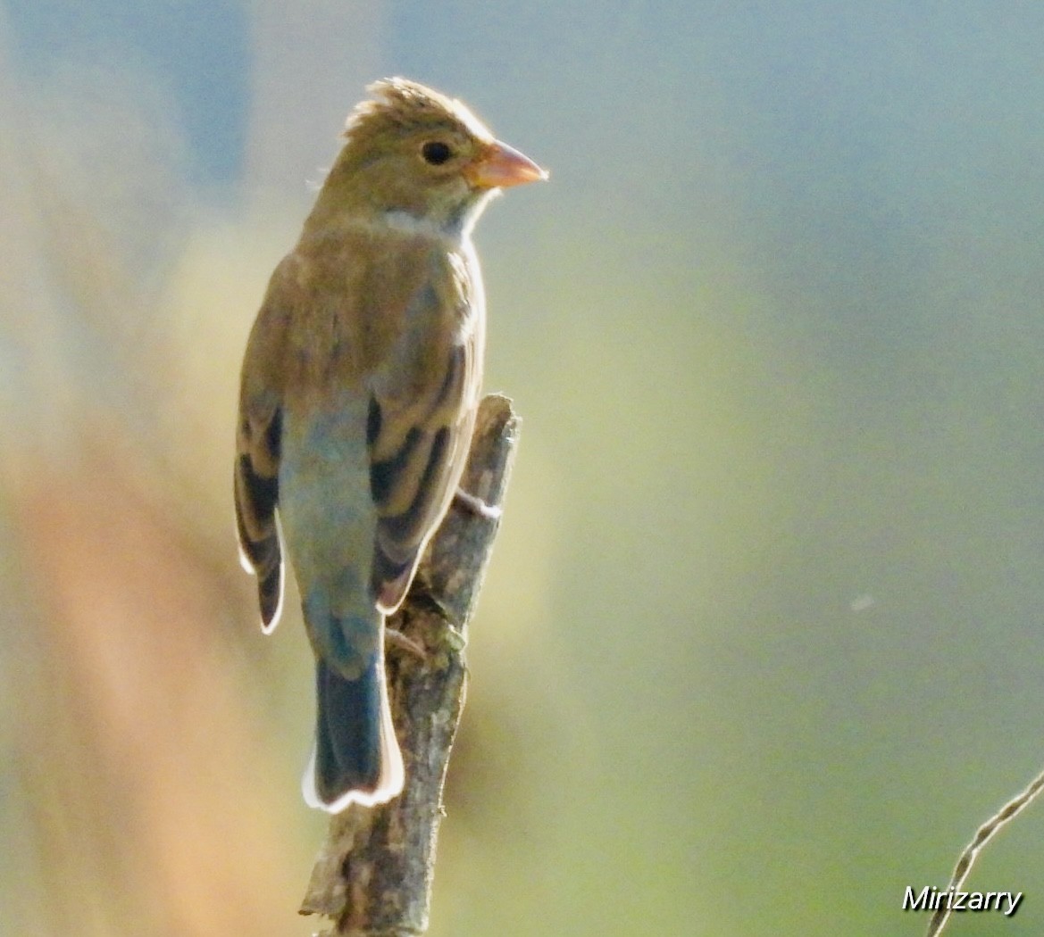 Indigo Bunting - ML647720920