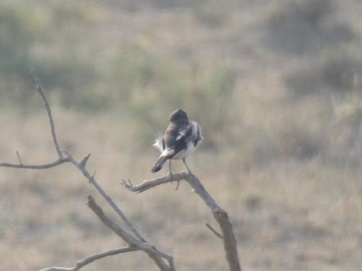 wheatear sp. - ML647720921