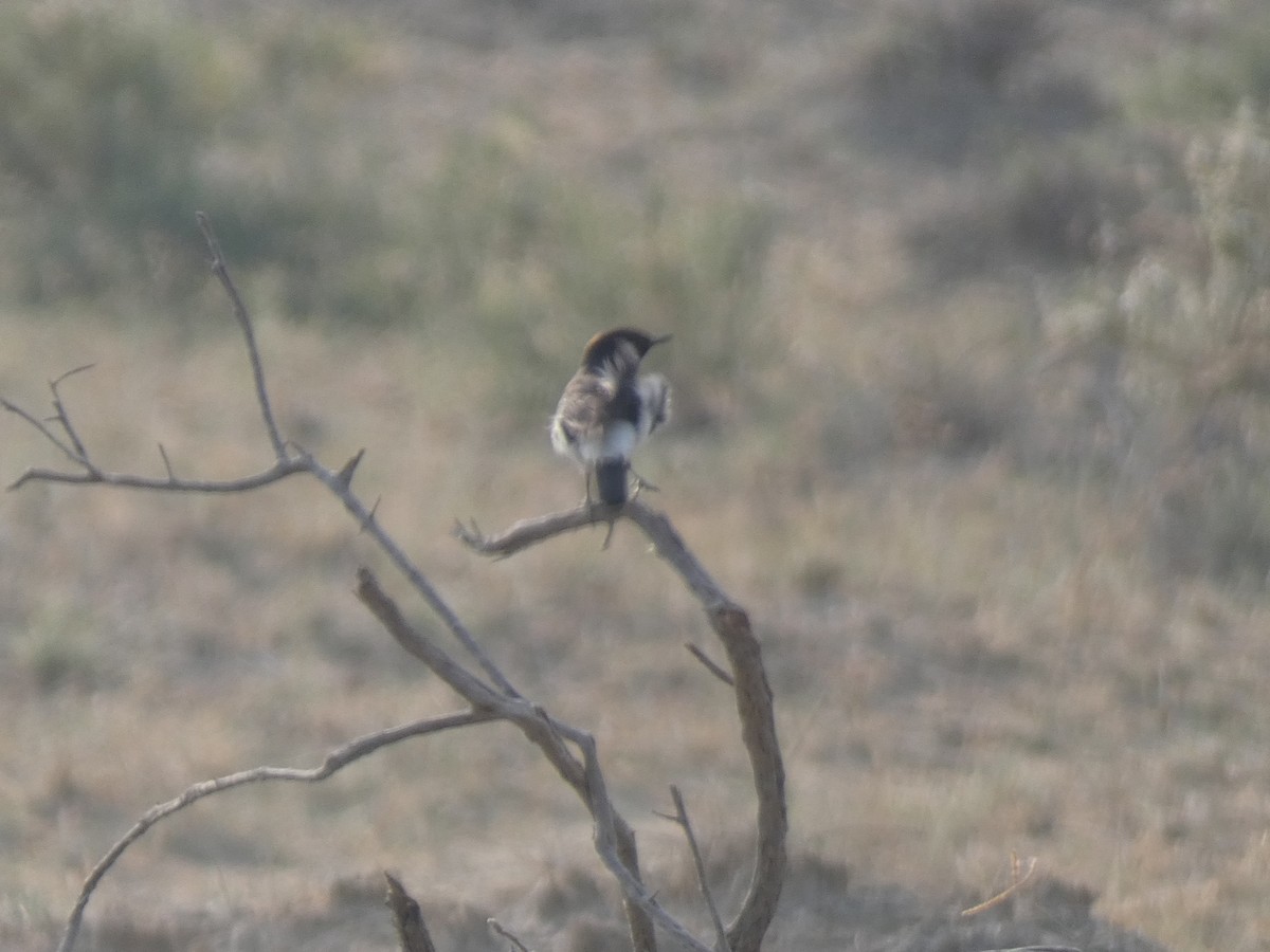 wheatear sp. - ML647720922