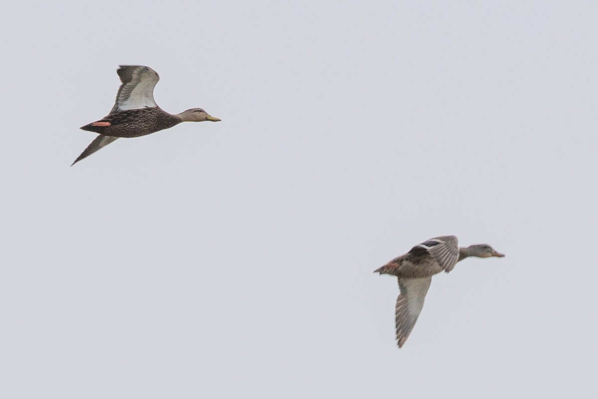 Blue-winged Teal - ML647720923