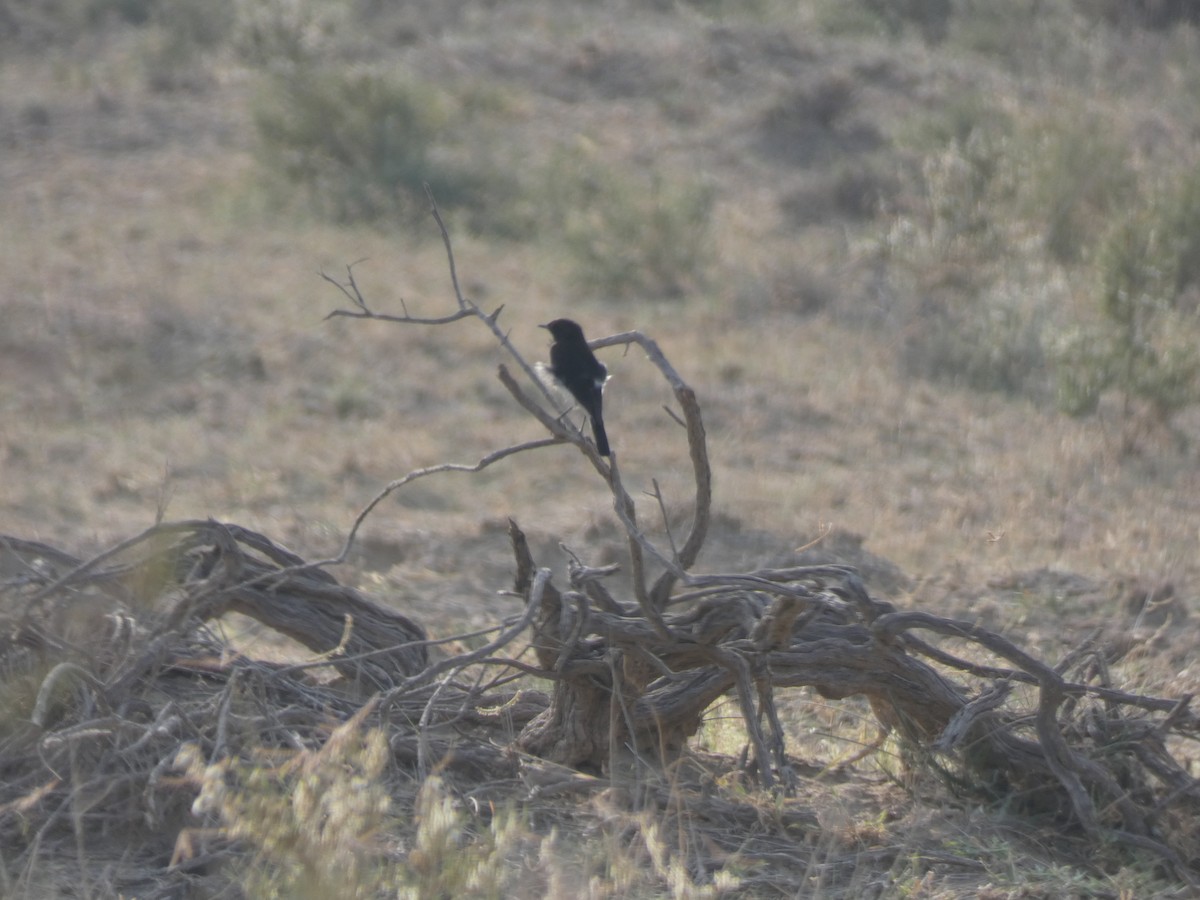wheatear sp. - ML647720924