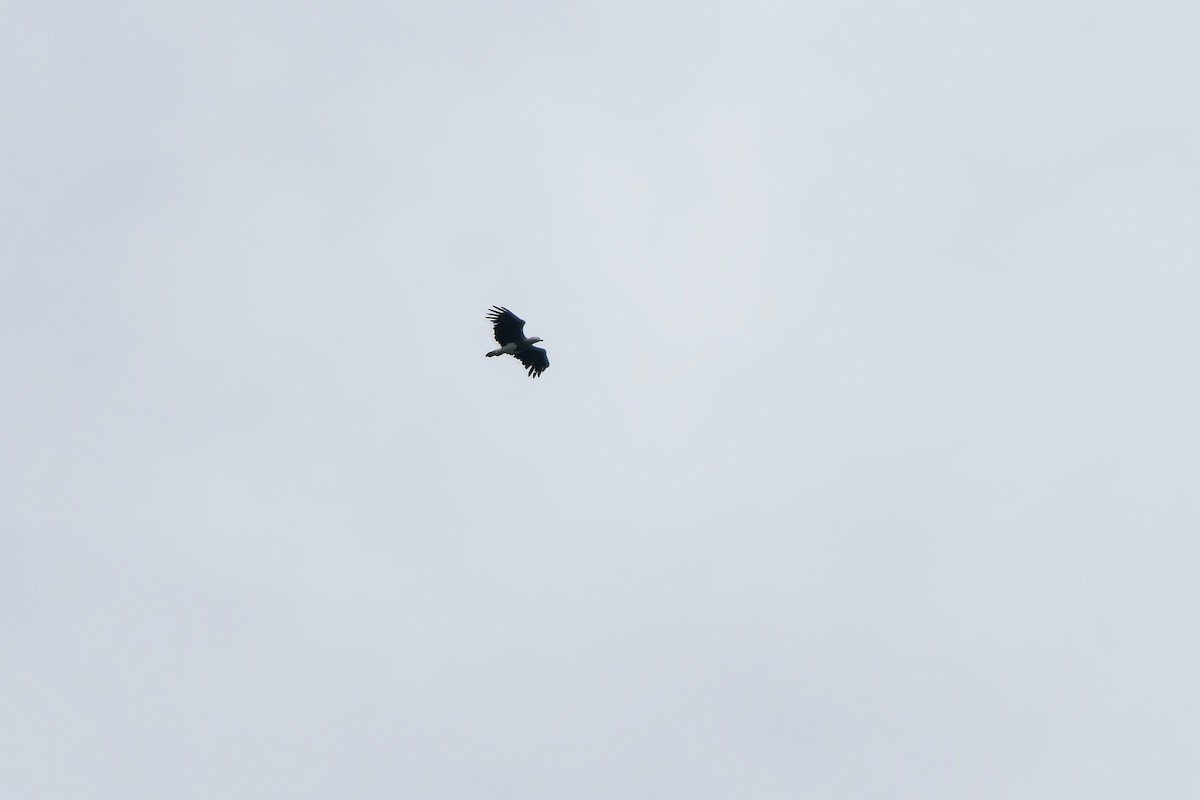 orel šedohlavý - ML647720926