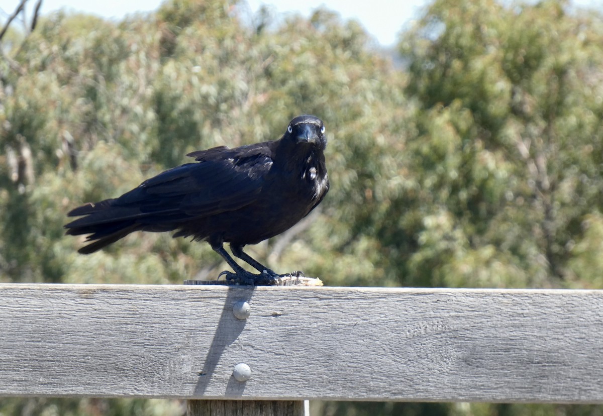 Little Raven - ML647720965