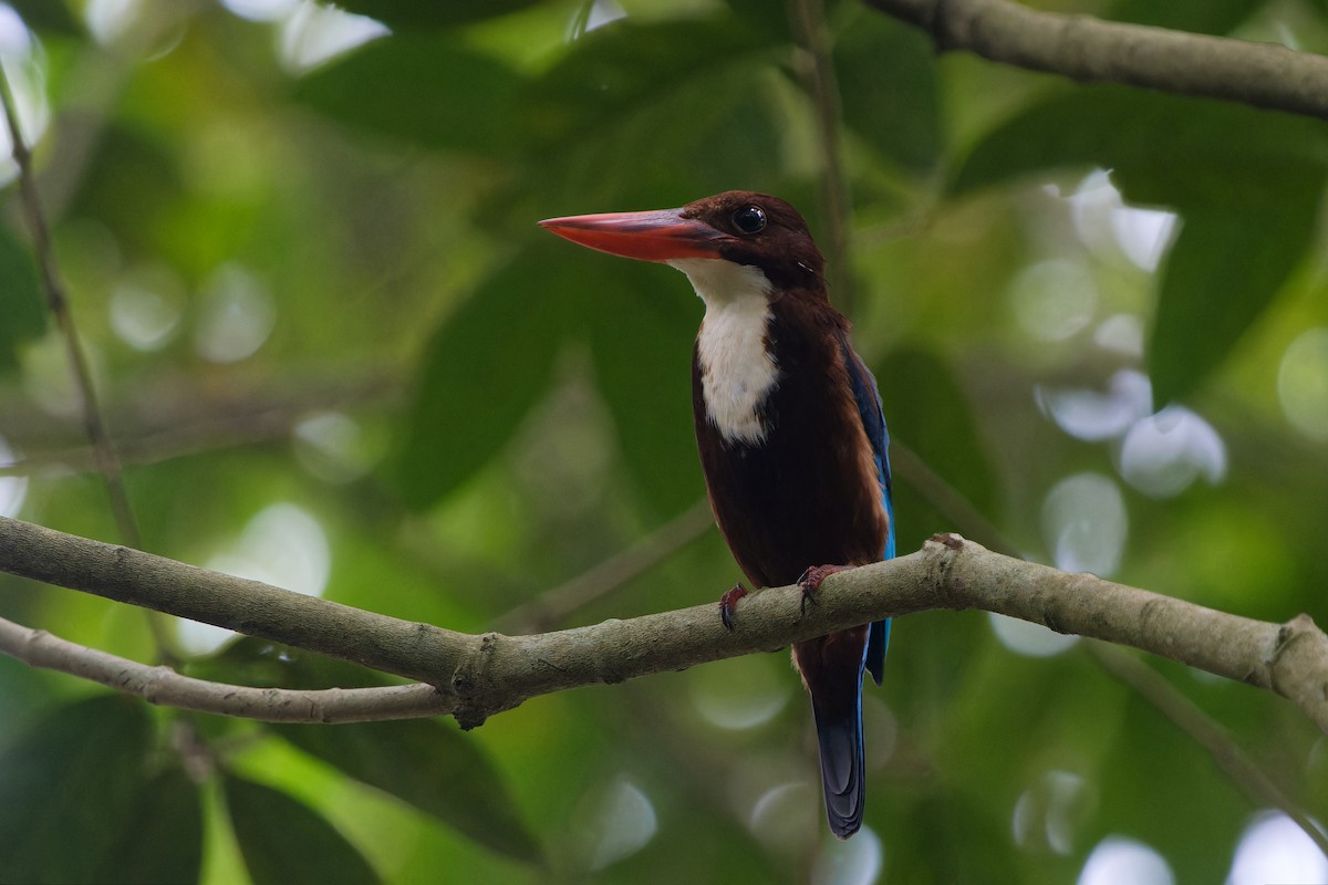 ledňáček hnědohlavý - ML647720967