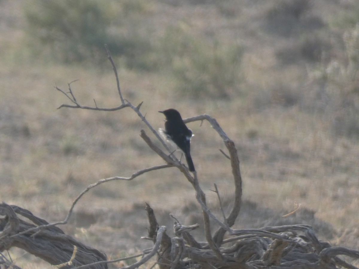 wheatear sp. - ML647720996