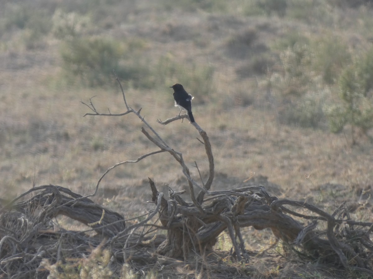 wheatear sp. - ML647720997