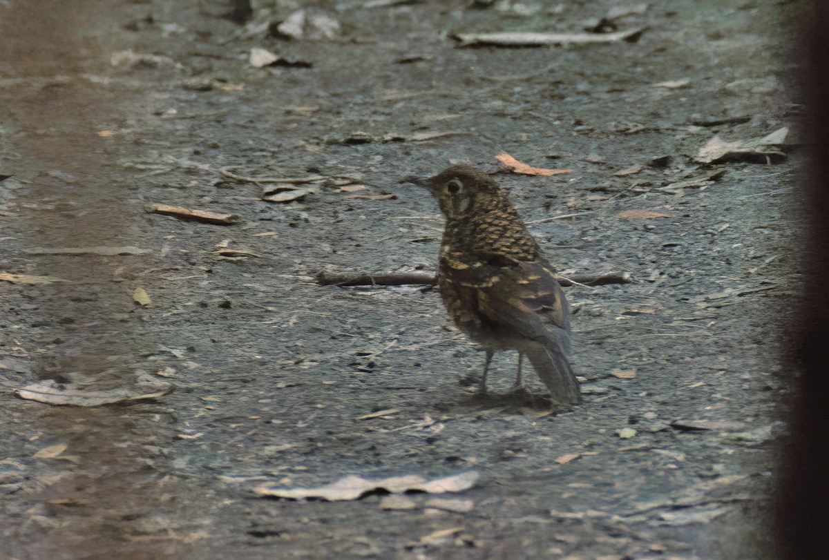 Bassian Thrush - ML647721011