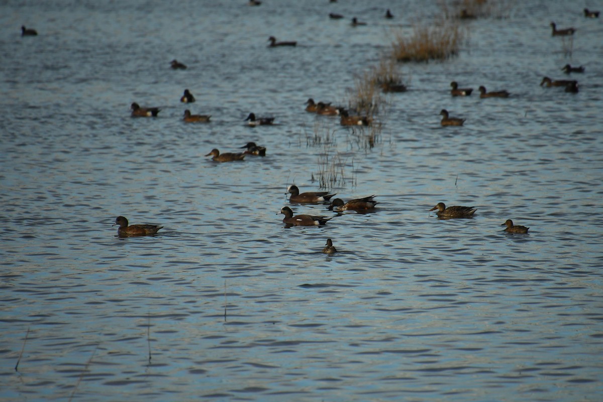 American Wigeon - ML647721014