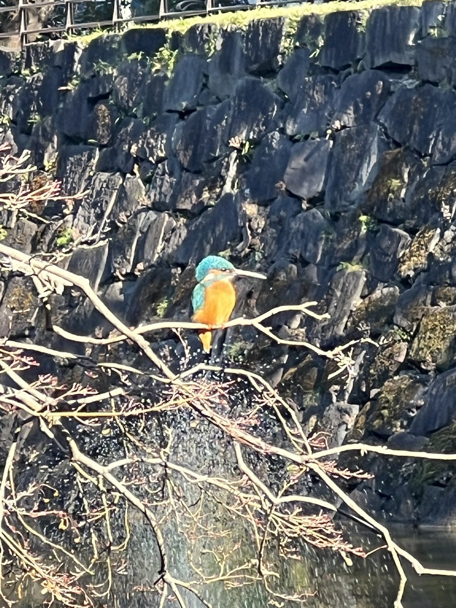 isfugl - ML647721022