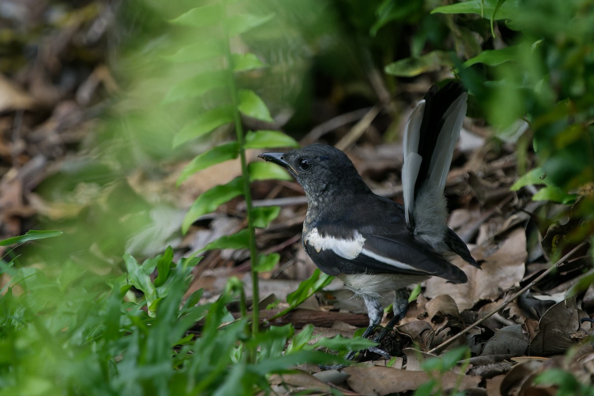 Oriental Magpie-Robin - ML647721034