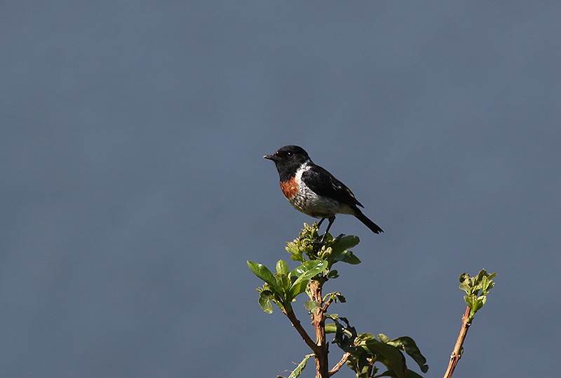 Afrika Taşkuşu - ML647721048