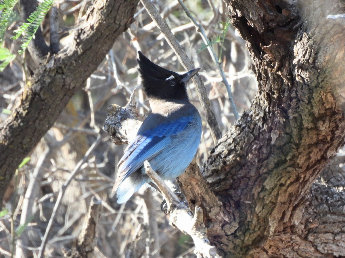 Steller's Jay (Southwest Interior) - ML647721050