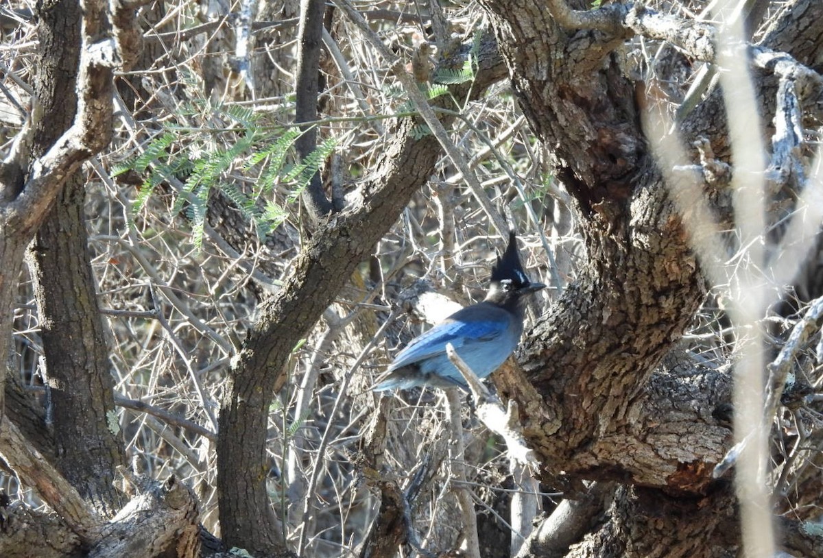 Steller's Jay (Southwest Interior) - ML647721052