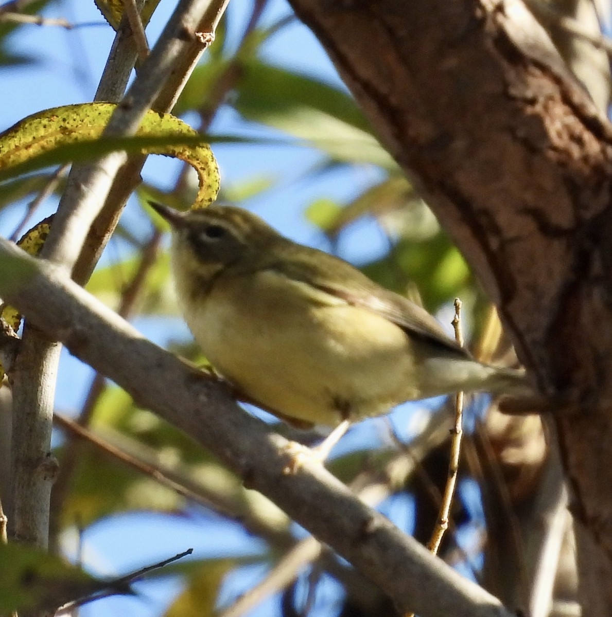 lesňáček modrohřbetý - ML647721058