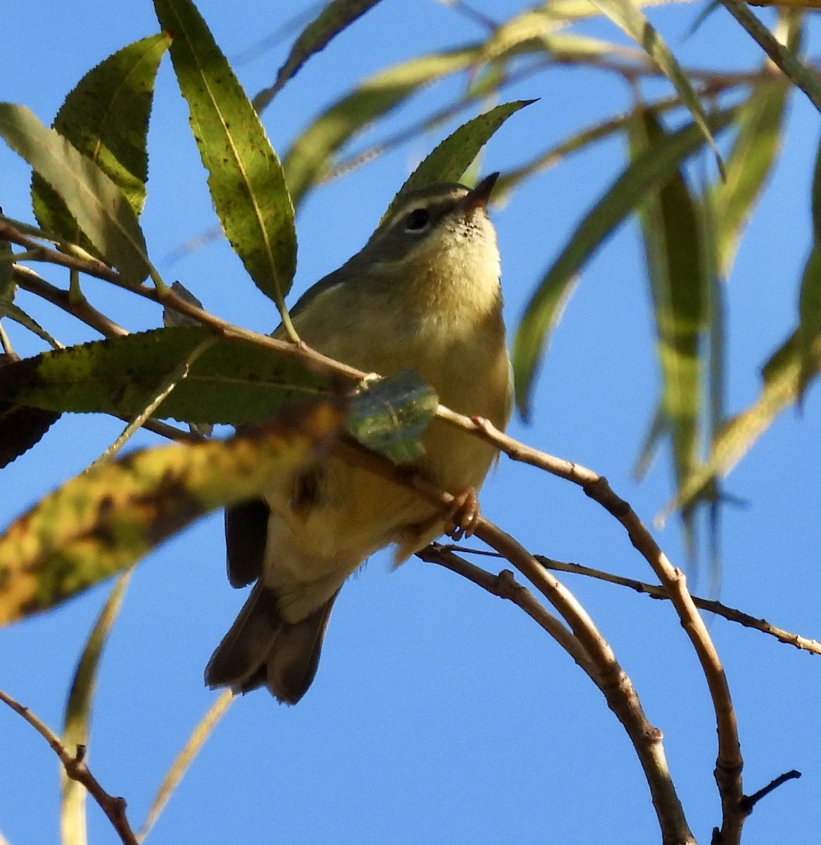 lesňáček modrohřbetý - ML647721059