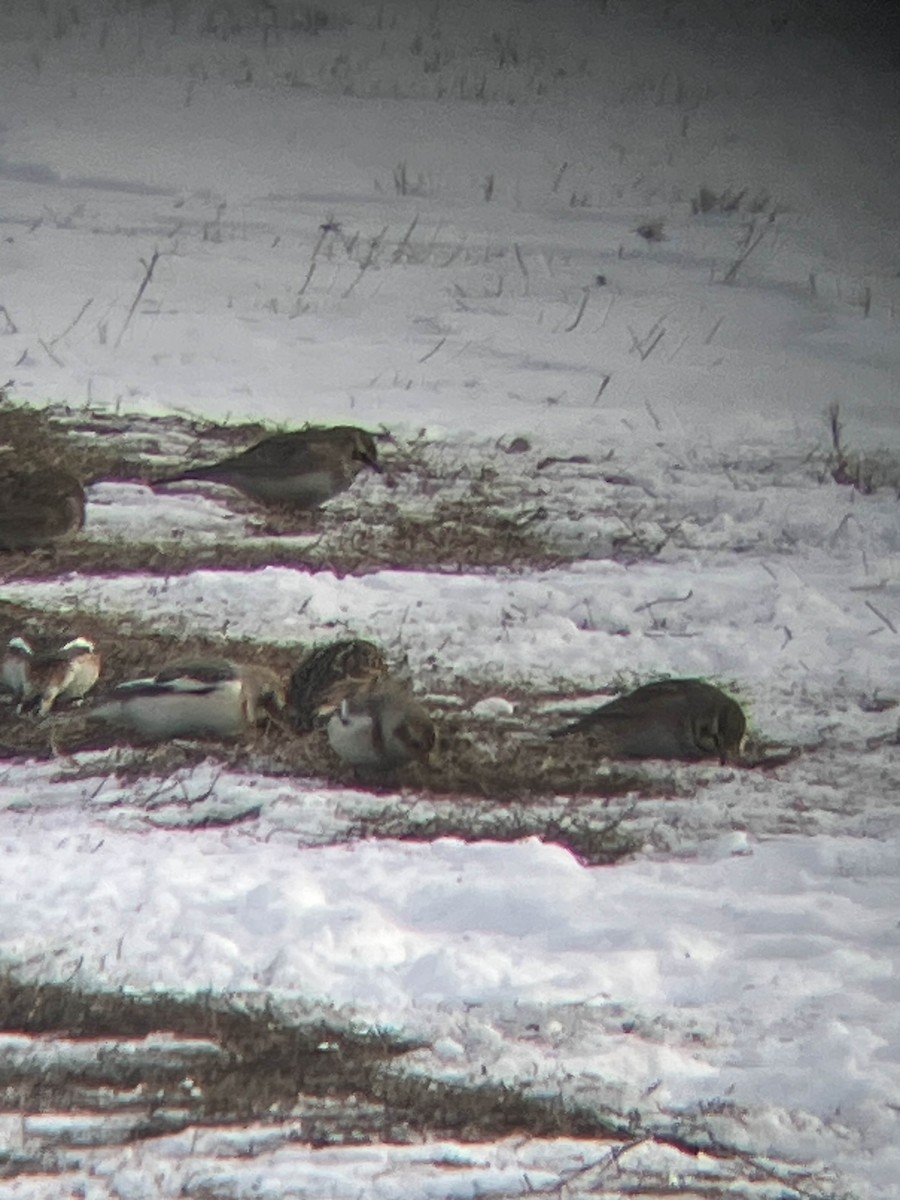 Подорожник лапландський - ML647721066