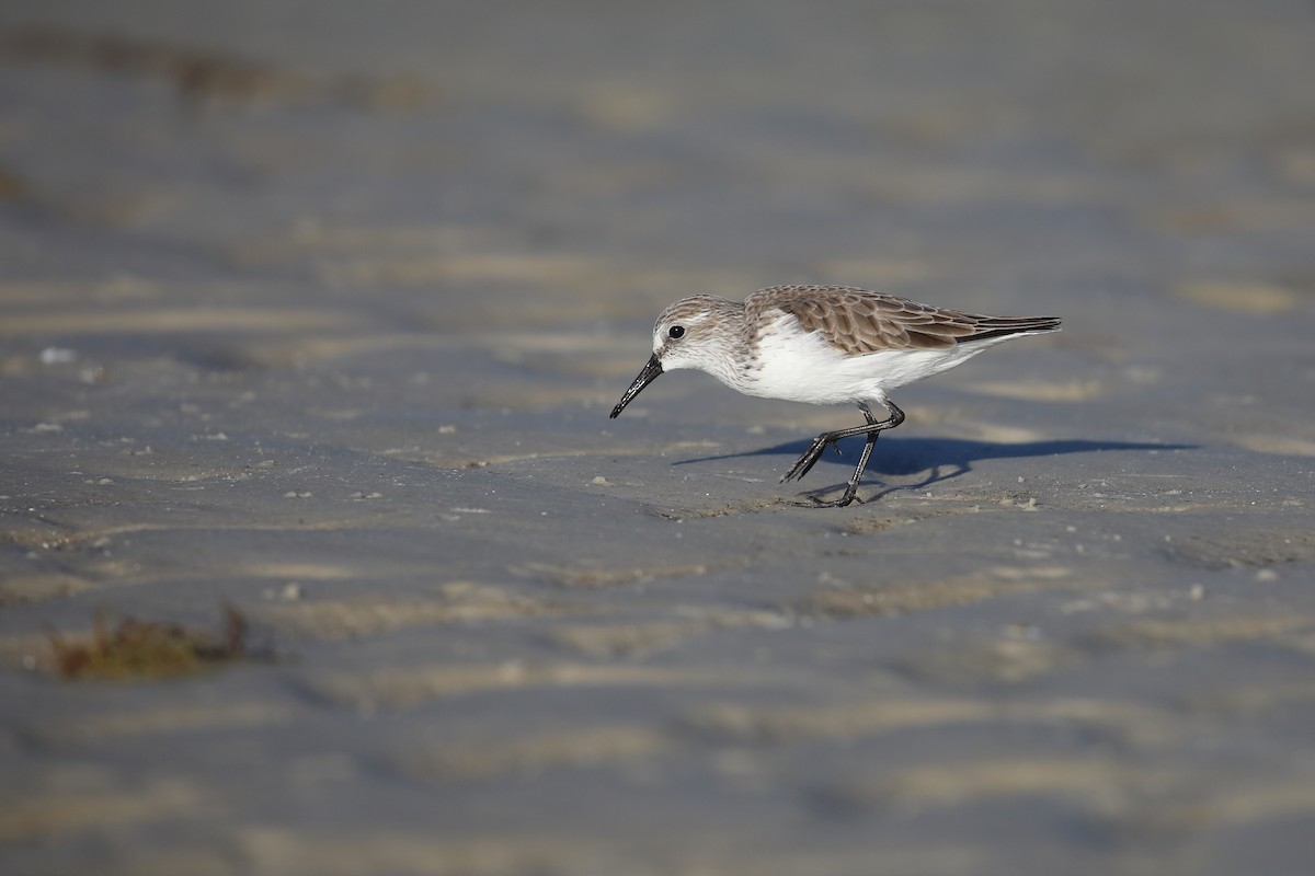 Western Sandpiper - ML647721075