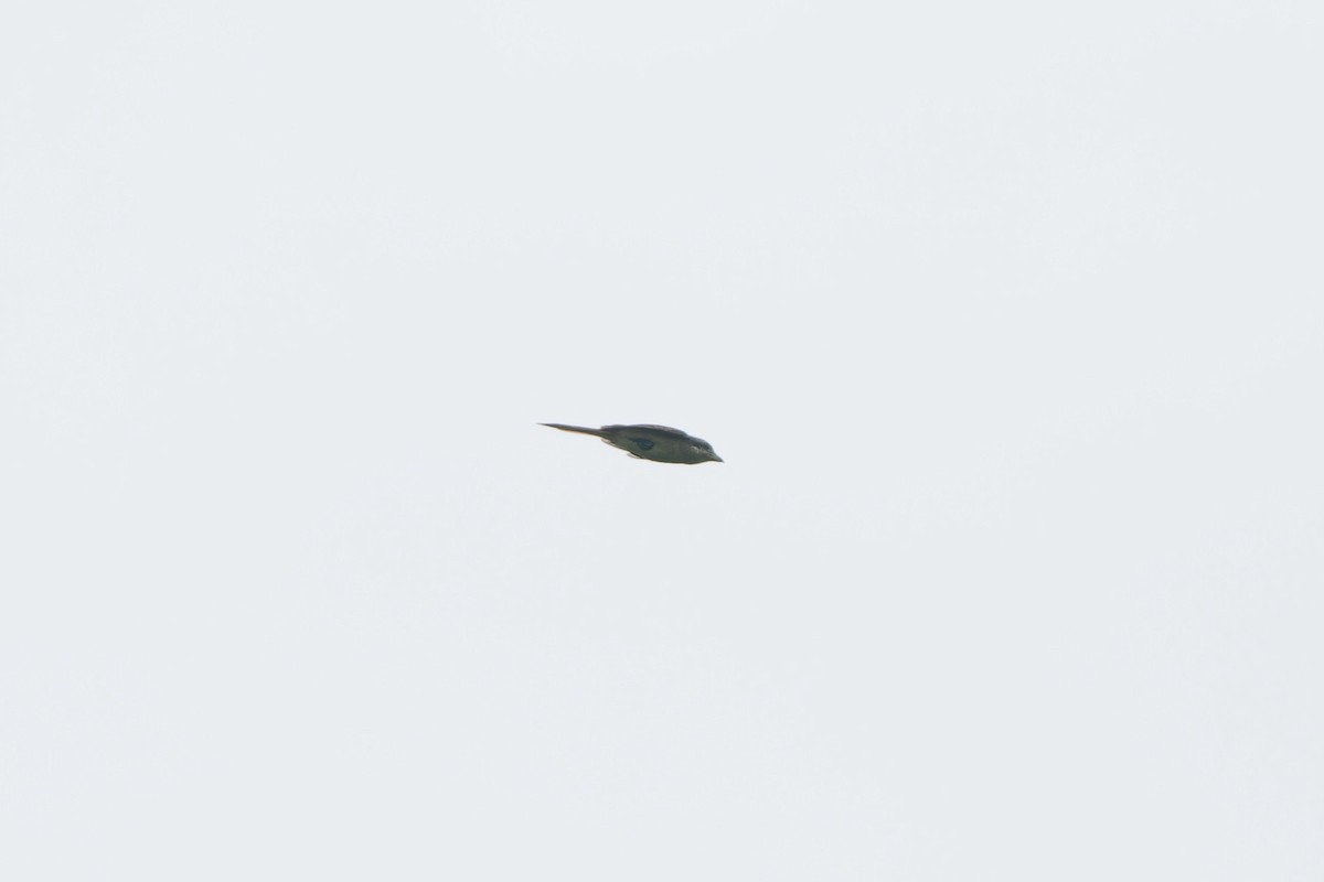 ťuhýk sp. - ML647721093