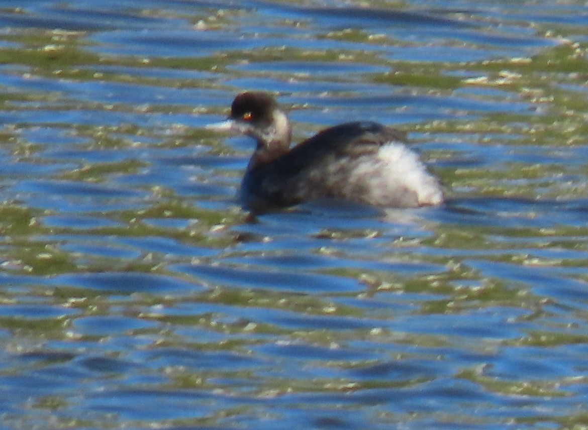 potápka černokrká - ML647721099