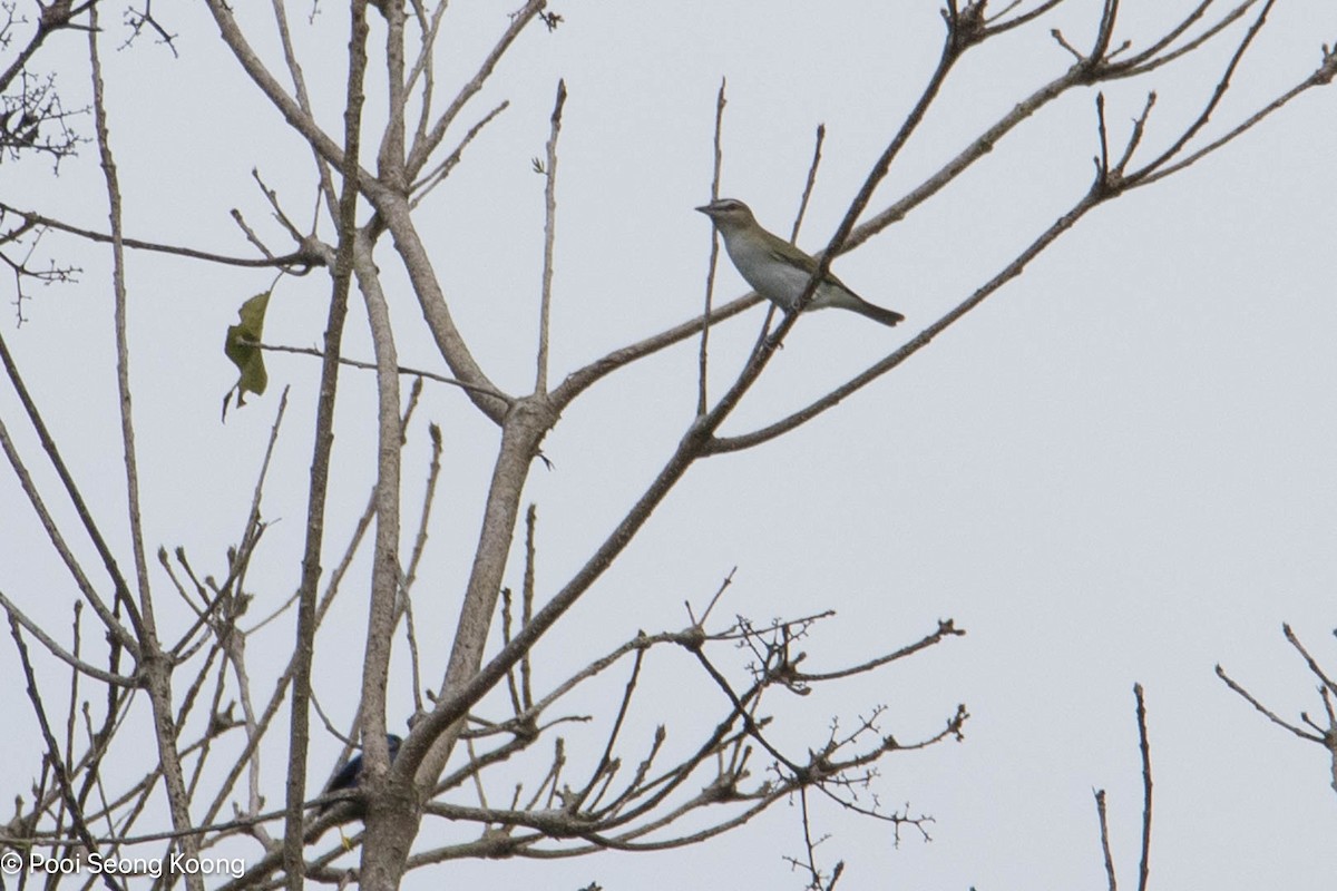 Красноглазый виреон - ML647721182