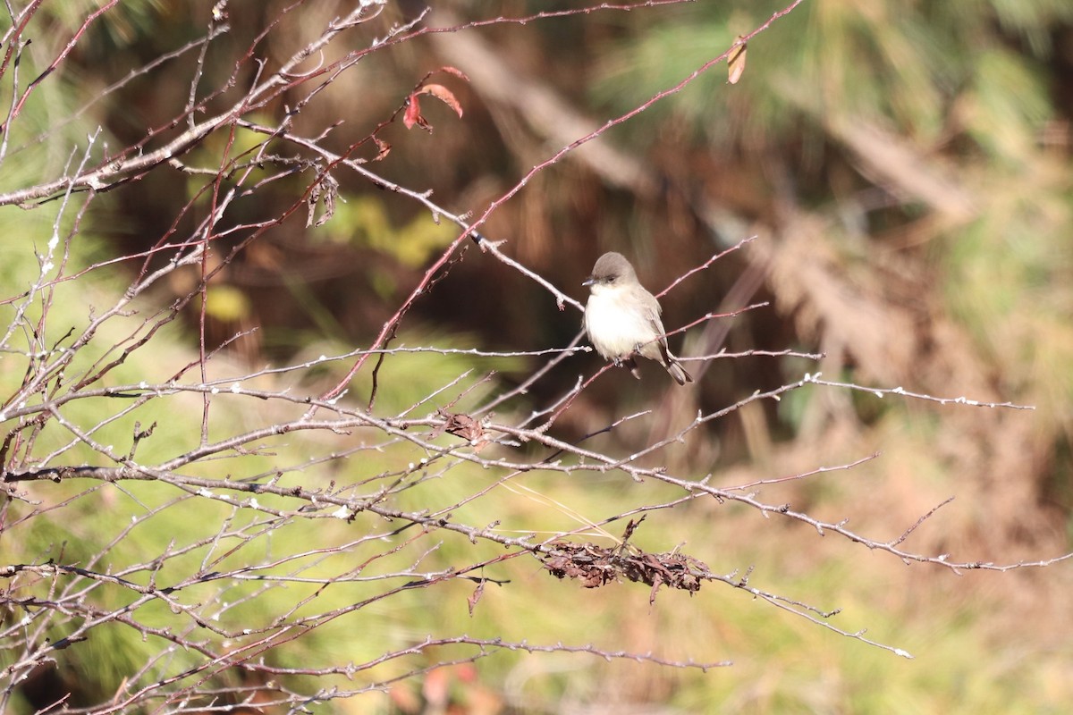 Eastern Phoebe - ML647721191