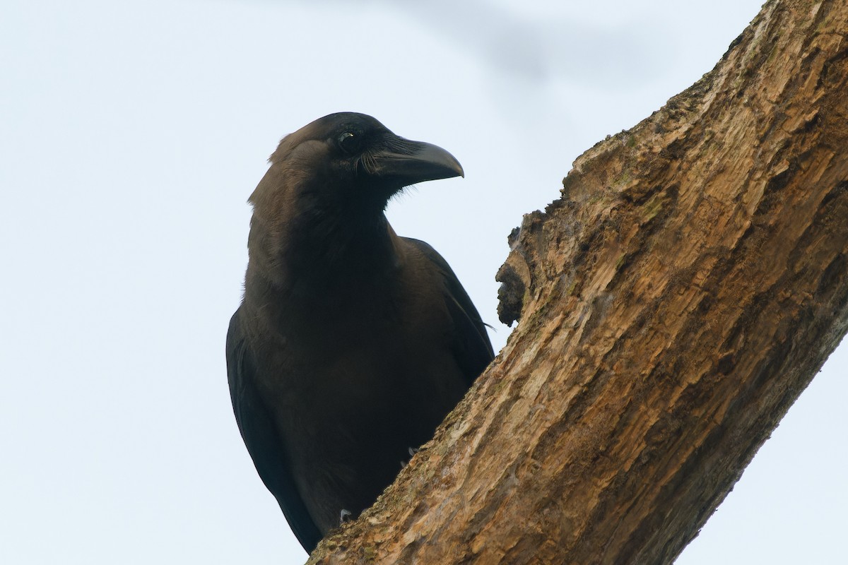 vrána domácí - ML647721209