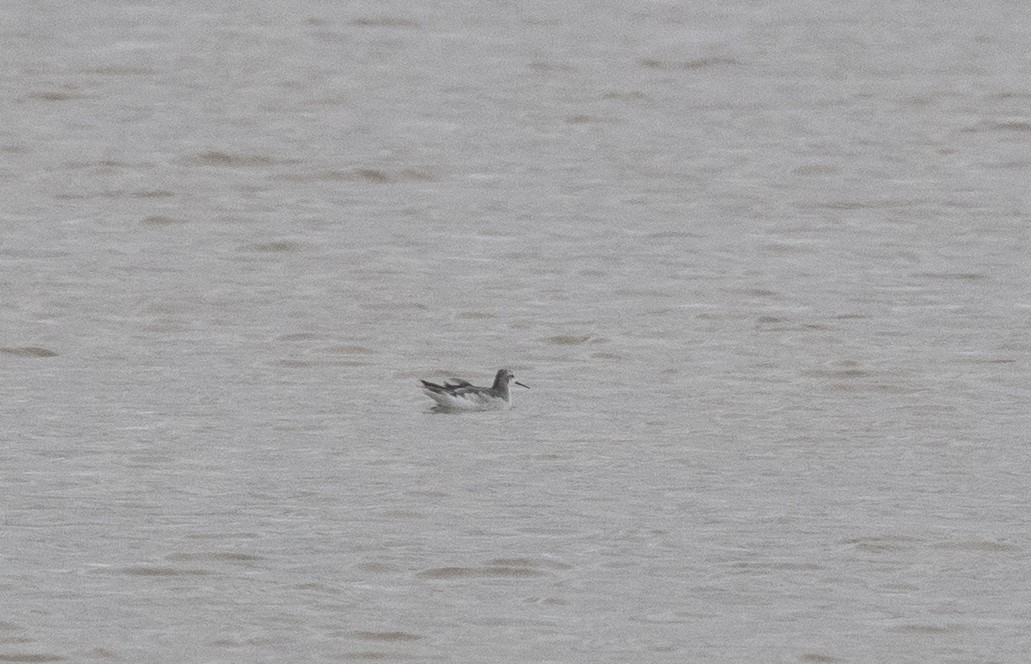 lyskonoh dlouhozobý - ML647721224