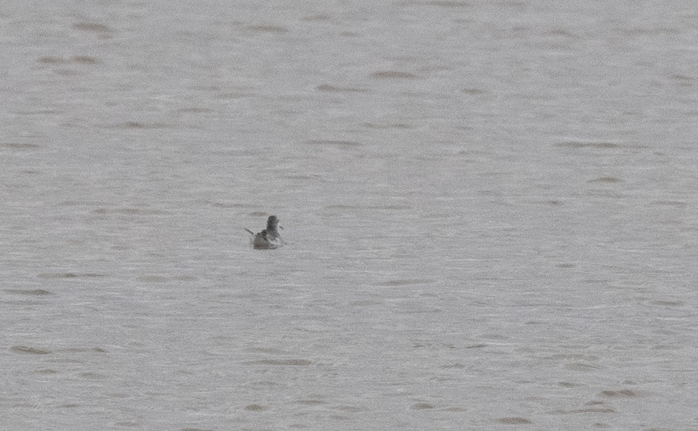 lyskonoh dlouhozobý - ML647721225