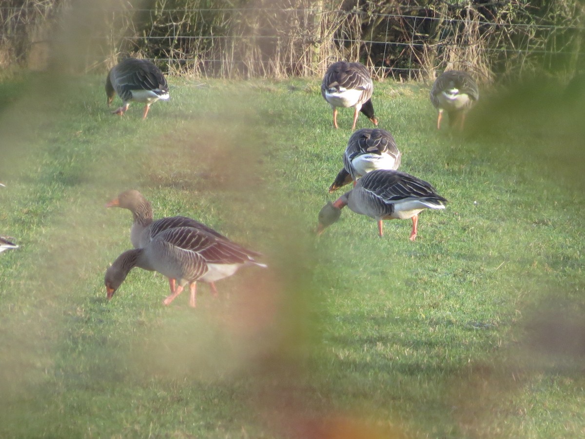 Oie cendrée - ML647721235