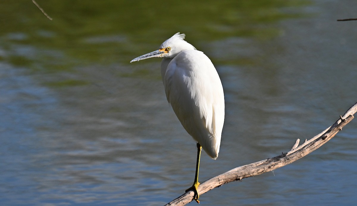 Snowy Egret - ML647721253