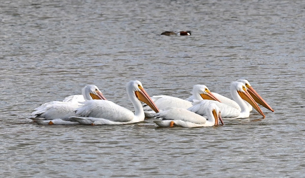 American White Pelican - ML647721257