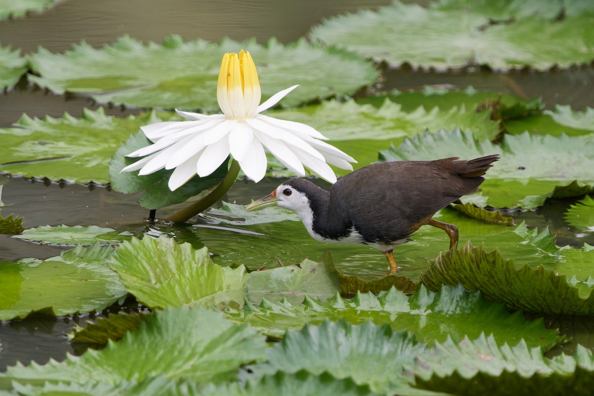 chřástal běloprsý - ML647721281