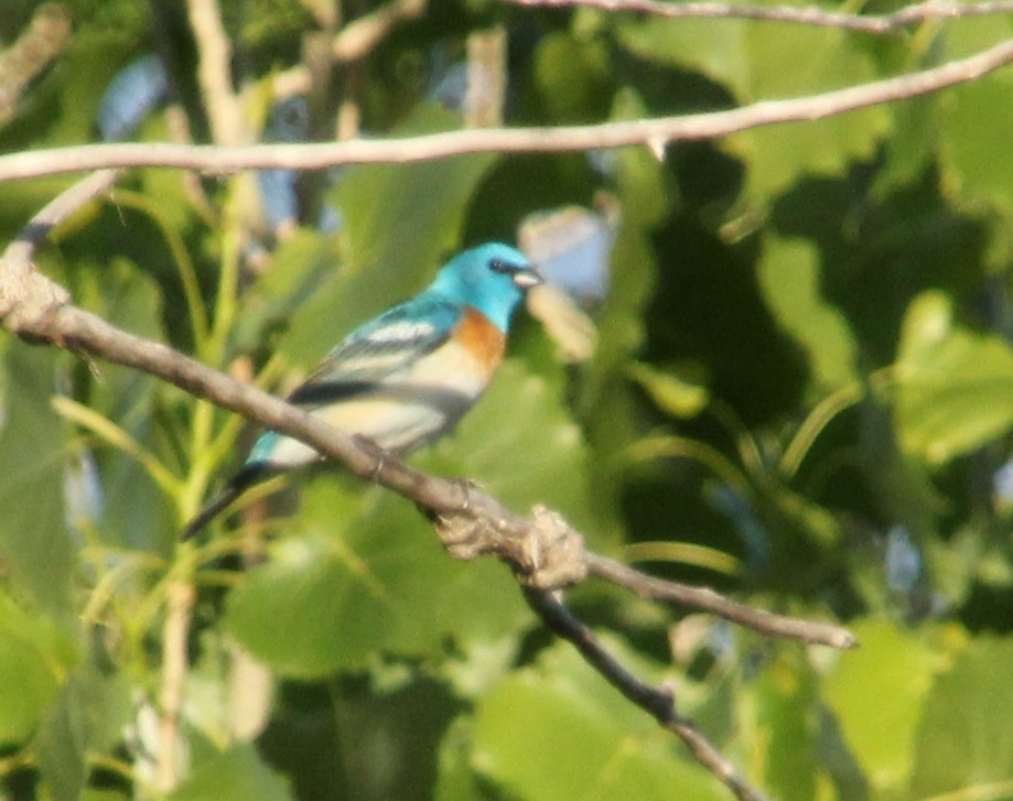 Lazuli Bunting - ML647721296