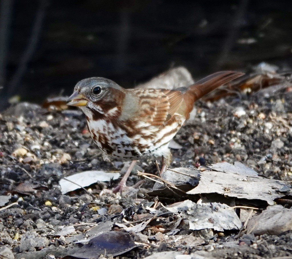 Fox Sparrow (Red) - ML647721297
