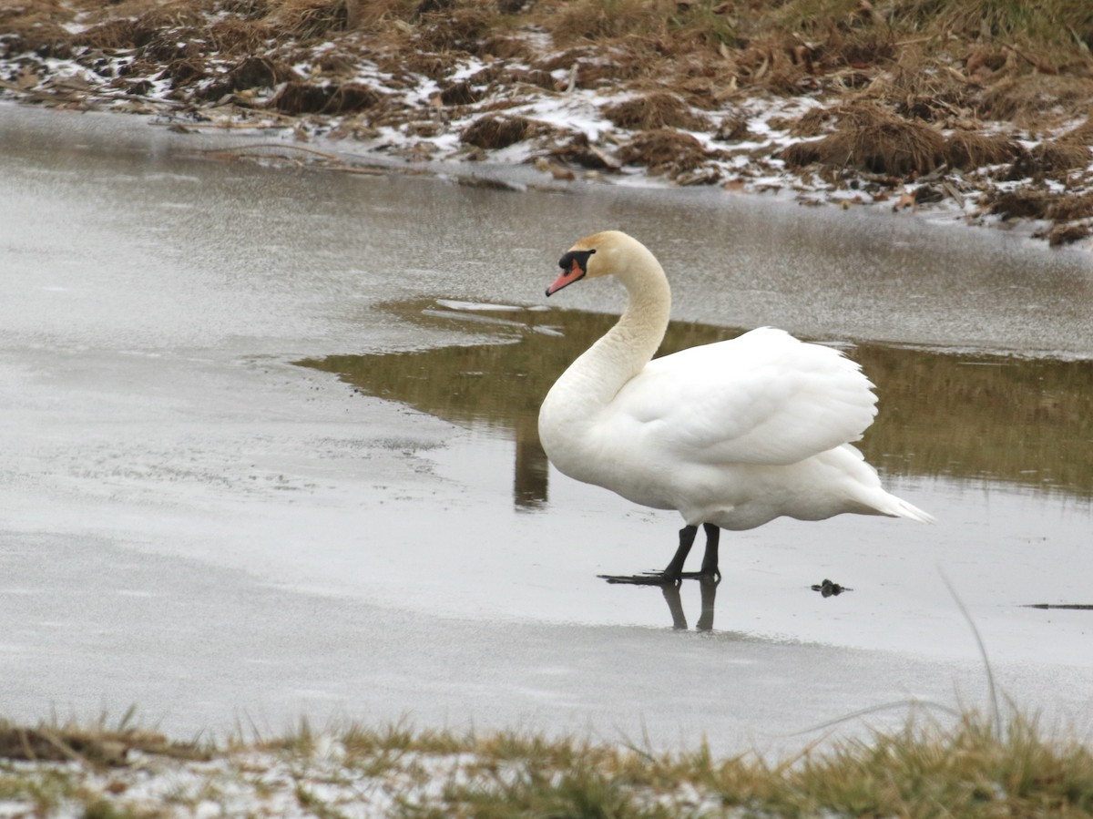 labuť velká - ML647721322