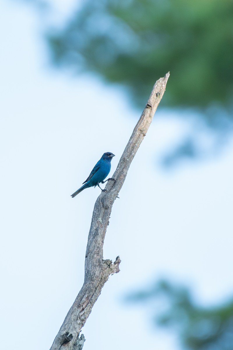 papežík indigový - ML647721324