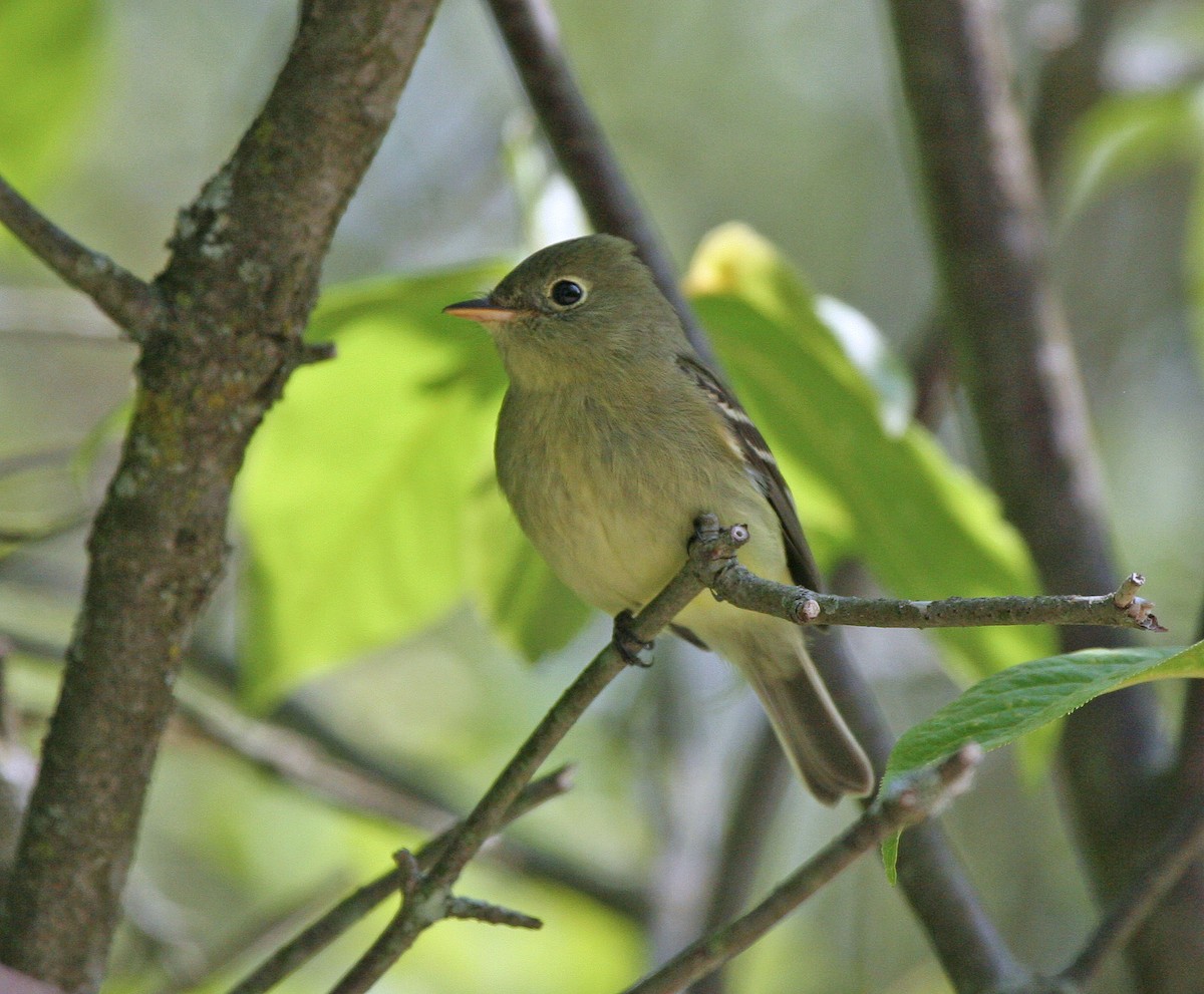 Желтобрюхий мухолов - ML647721332