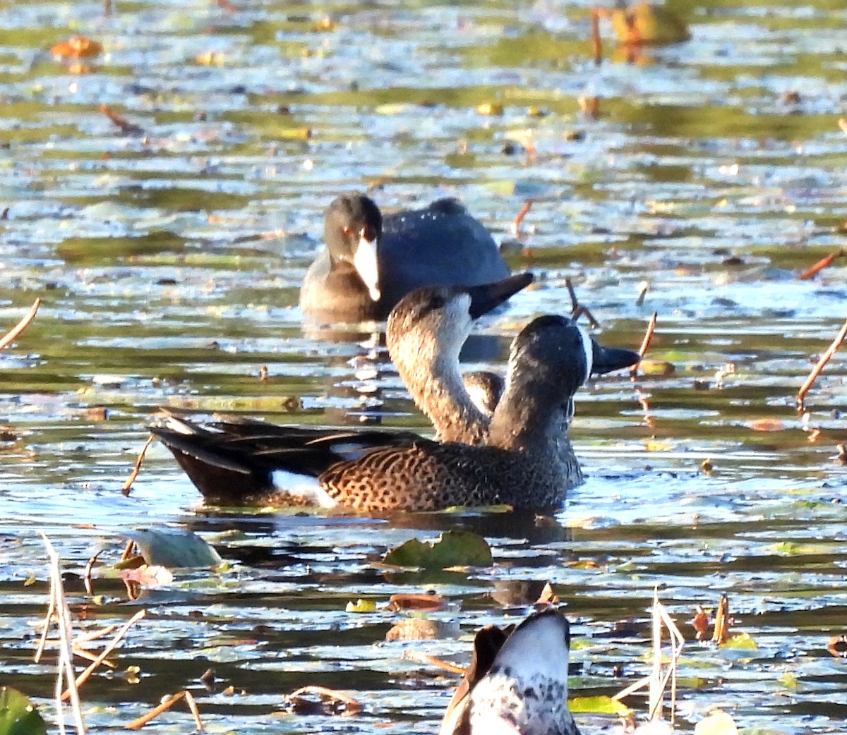 Blue-winged Teal - ML647721355