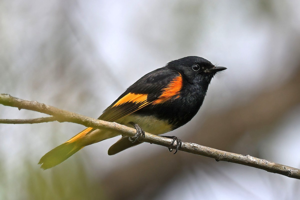 American Redstart - ML647721393