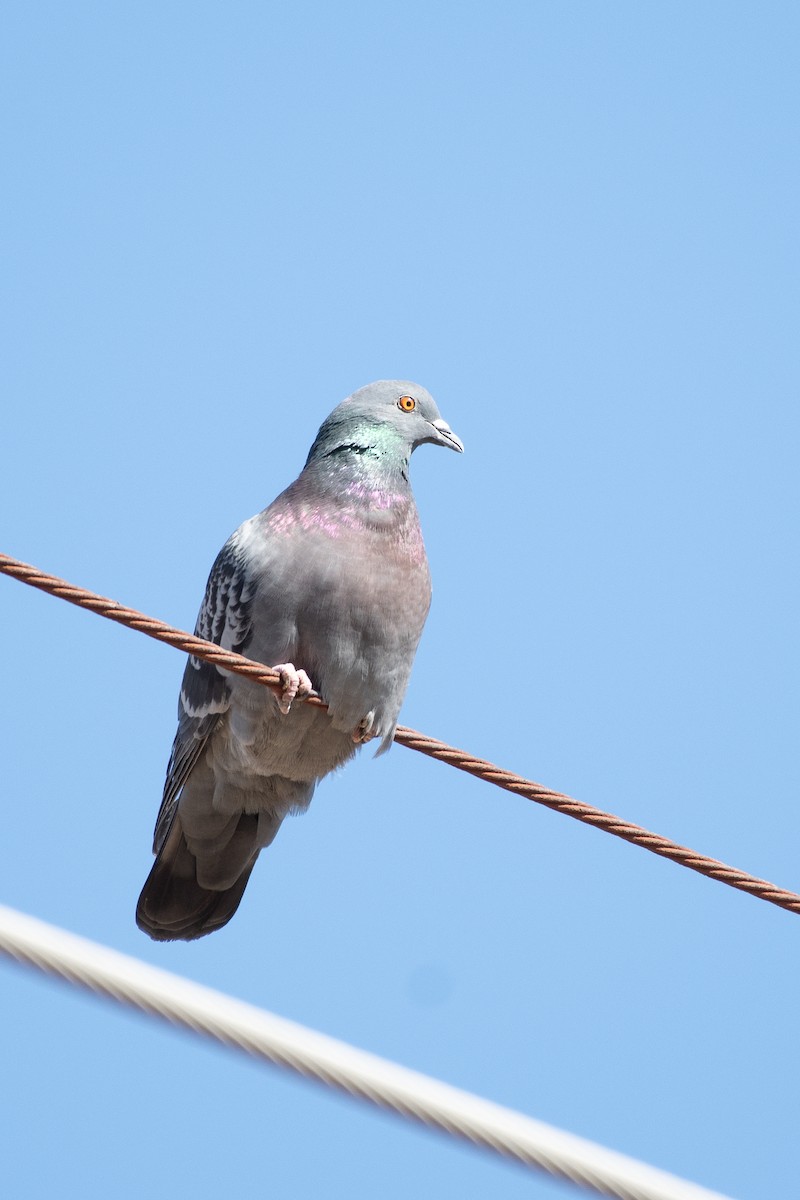 holub skalní (domácí) - ML647721396