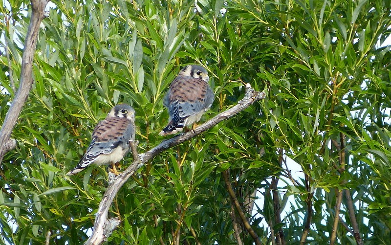 American Kestrel - ML64772141