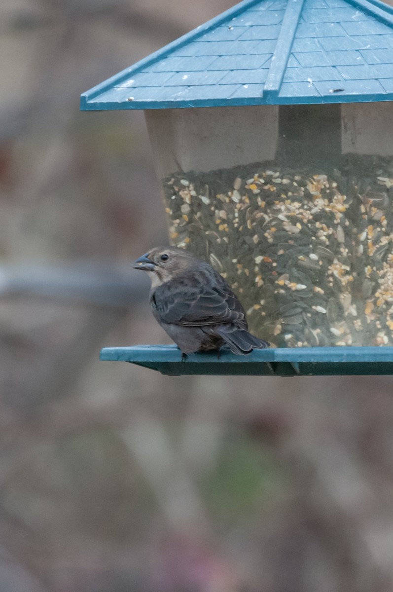 Brown-headed Cowbird - ML647721414