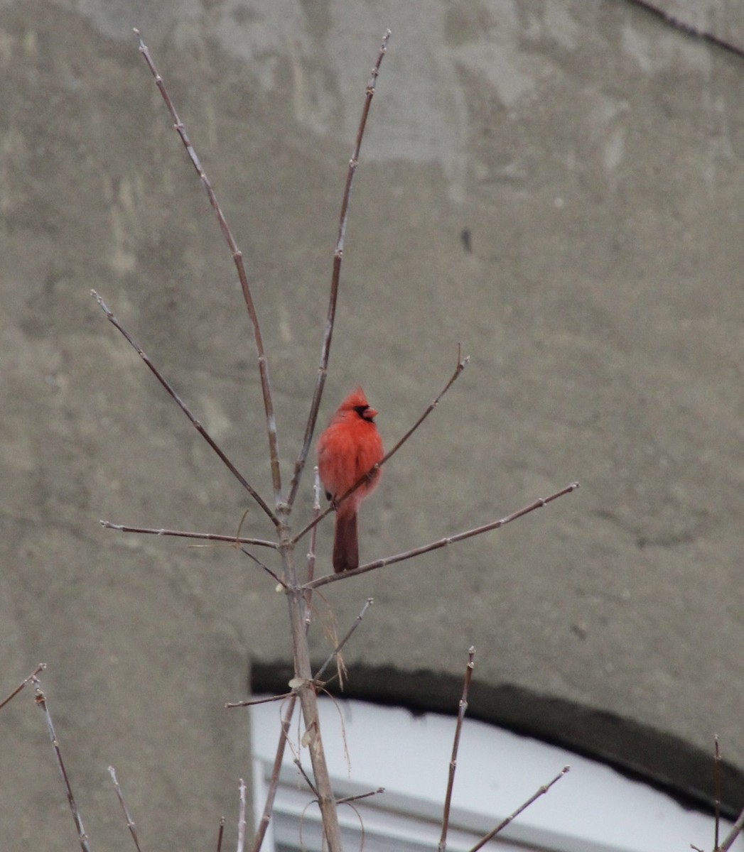 Northern Cardinal - ML647721428